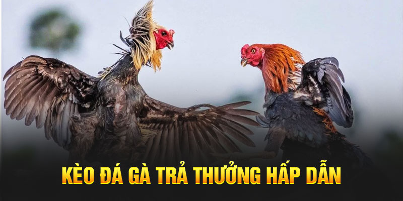 Kèo đá gà trả thưởng hấp dẫn 