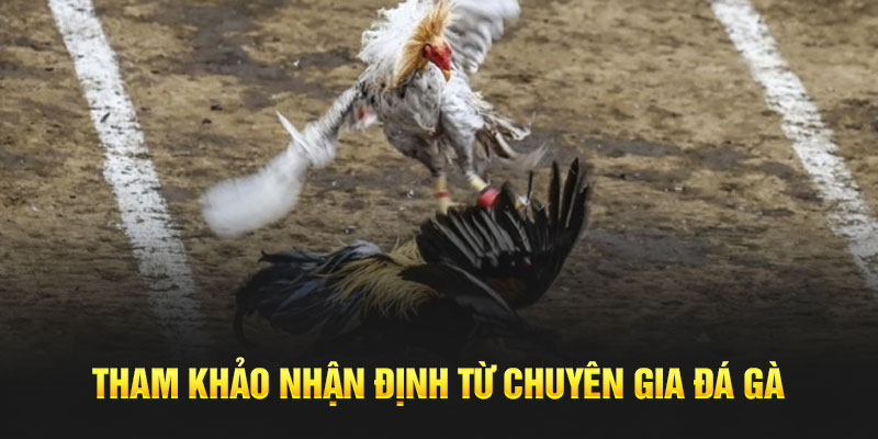 Tham khảo nhận định từ chuyên gia đá gà