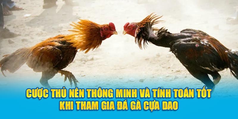 Cược thủ nên thông minh và tính toán tốt khi tham gia đá gà cựa dao