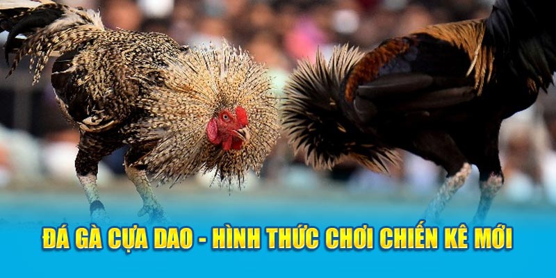 Đá gà cựa dao - hình thức chơi chiến kê mới