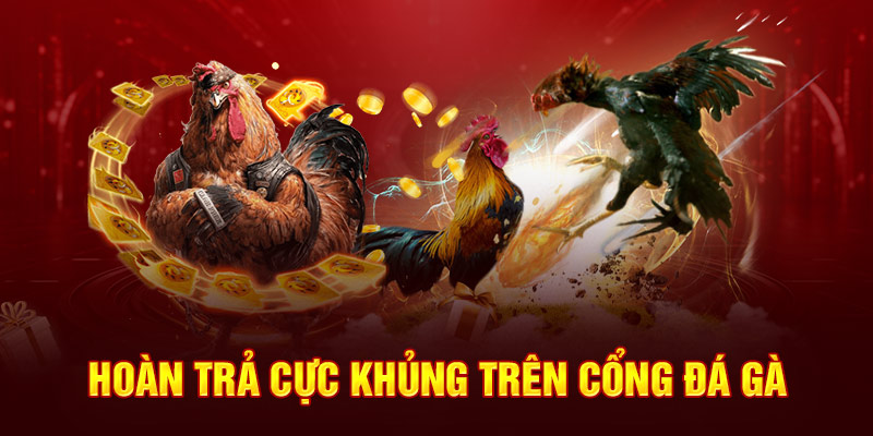 Hoàn trả cực khủng trên cổng đá gà