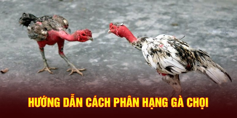 Hướng dẫn cách phân hạng gà chọi