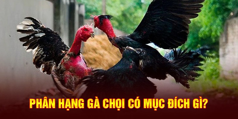 Phân hạng gà chọi có mục đích gì?