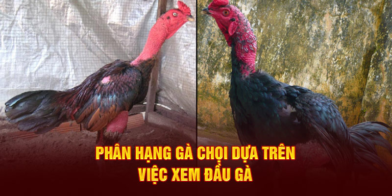 Phân hạng gà chọi dựa trên việc xem đầu gà