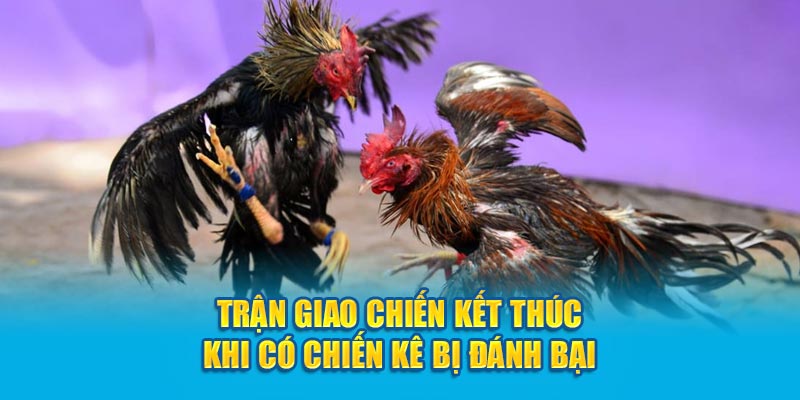 Trận giao chiến kết thúc khi có chiến kê bị đánh bại