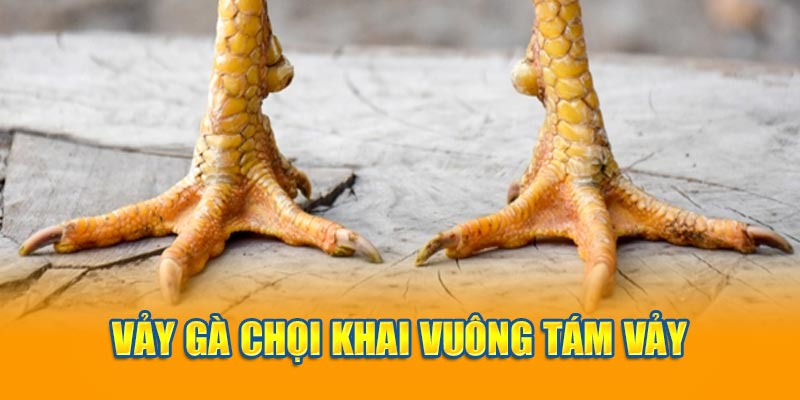 Vảy gà chọi khai vuông tám vảy là một trong những loại vảy khá xấu