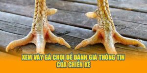 Xem vảy gà chọi để đánh giá thông tin của chiến kê