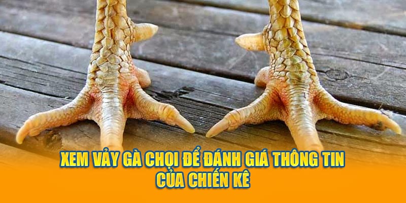 Xem vảy gà chọi để đánh giá thông tin của chiến kê